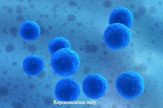 Systemic Toxicity Test