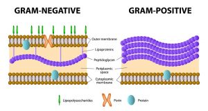 Bacteria cell wall